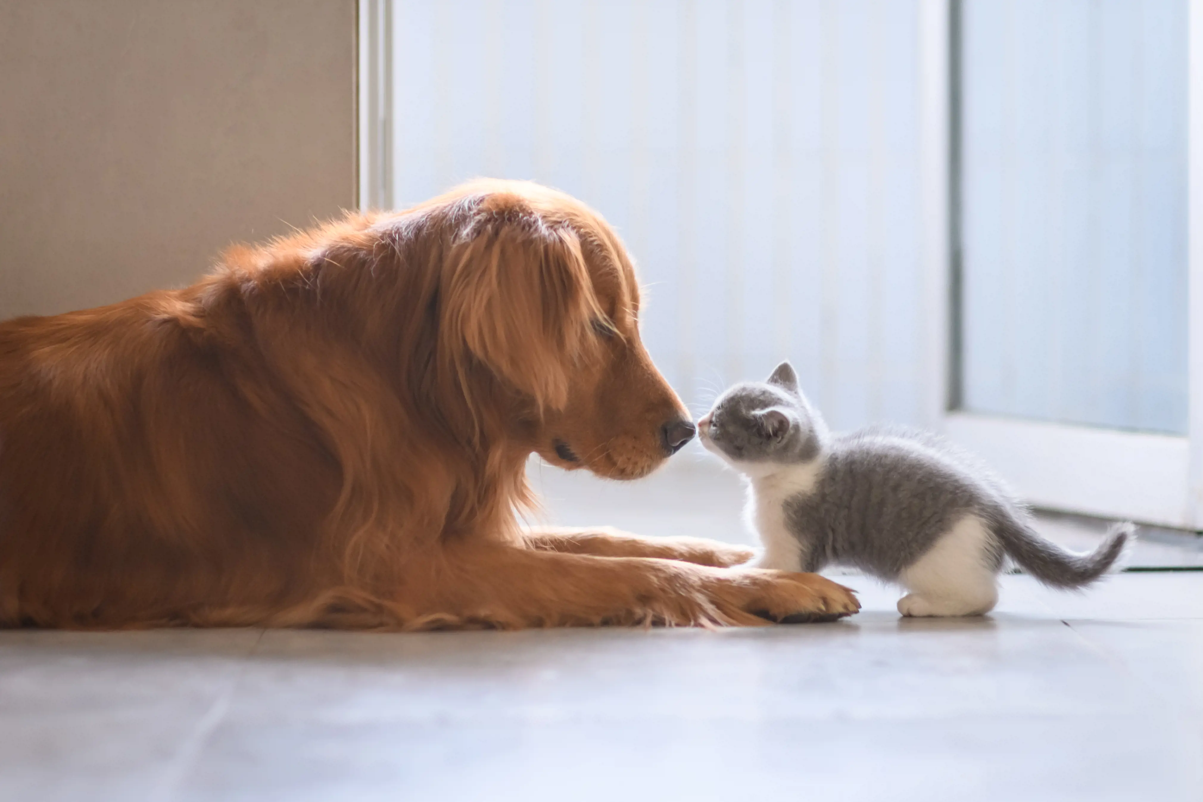 5 Astonishing Similarities Between Cats and Dogs