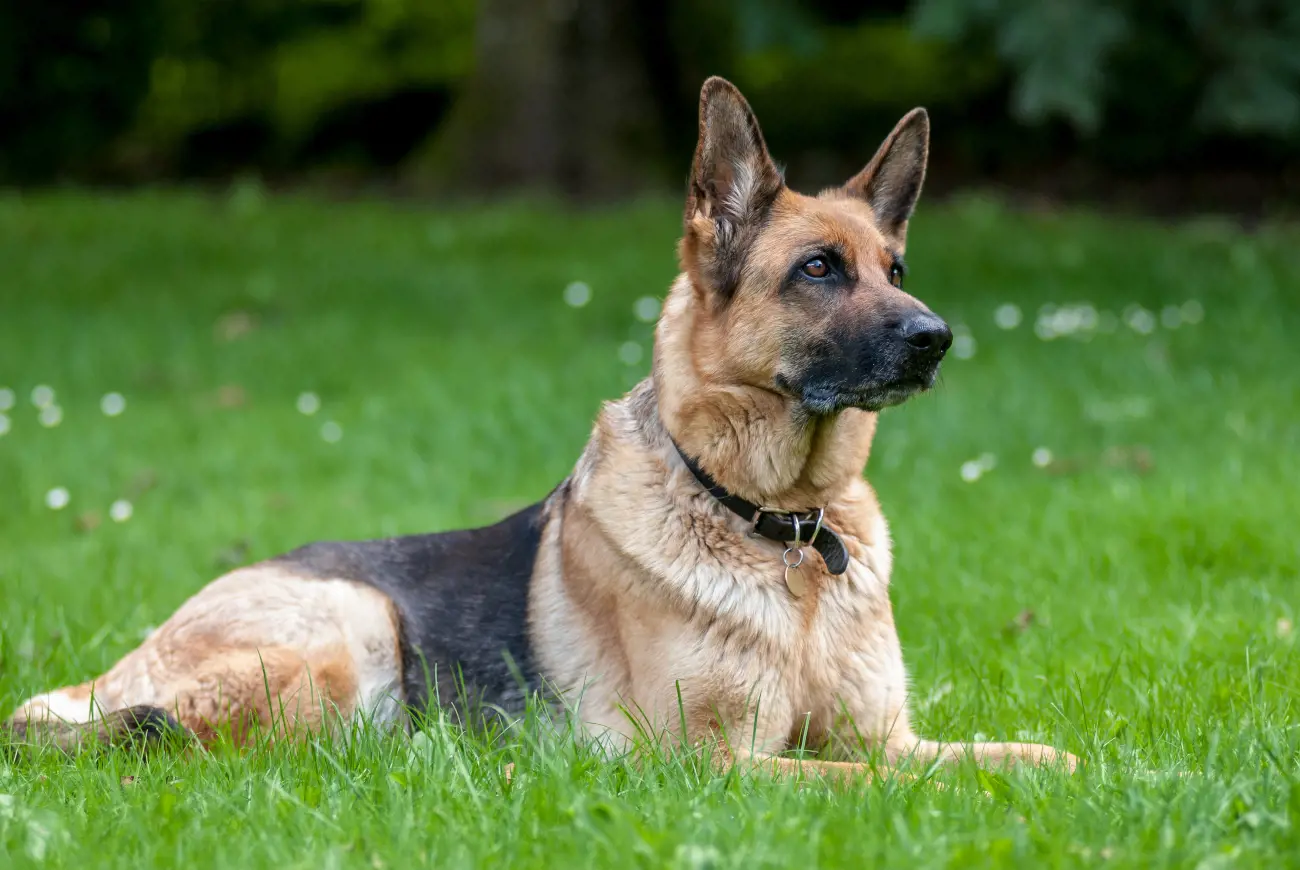 These dogs have an exceptional sense of smell, with approximately 225 million scent receptors compared to a human's mere 5 million, making them invaluable in search and rescue operations.