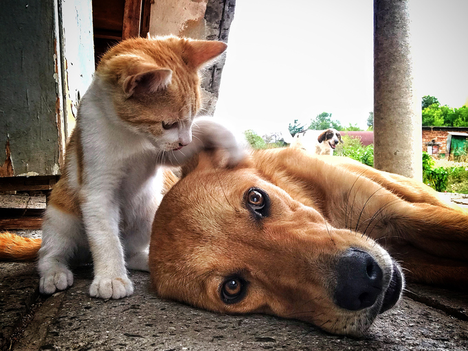 dogs and cats in love