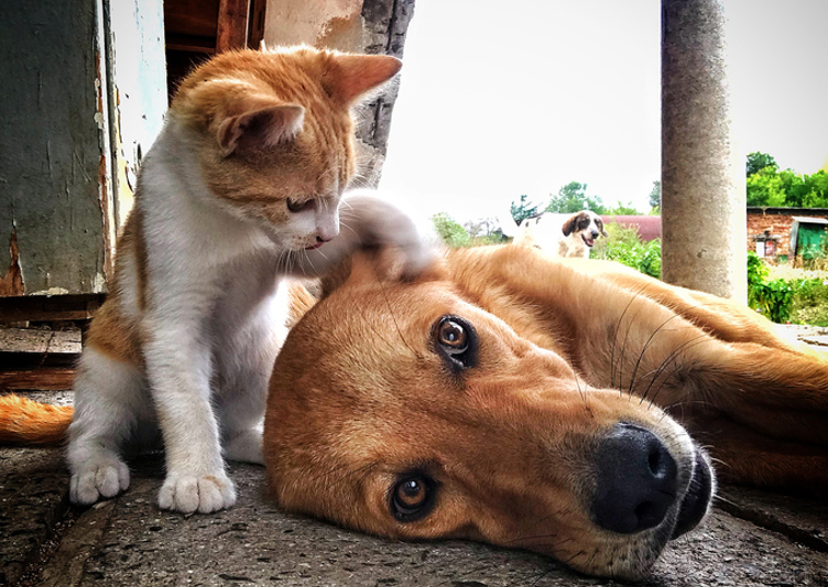Some people like dogs, while others can’t live without their cats. But what if you love both? If you want to welcome both canine and feline companions into your home at the same time, there are some important things to keep in mind.