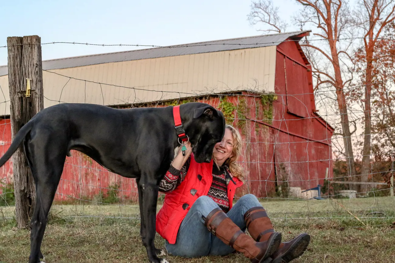 black great dane being stroked by owner