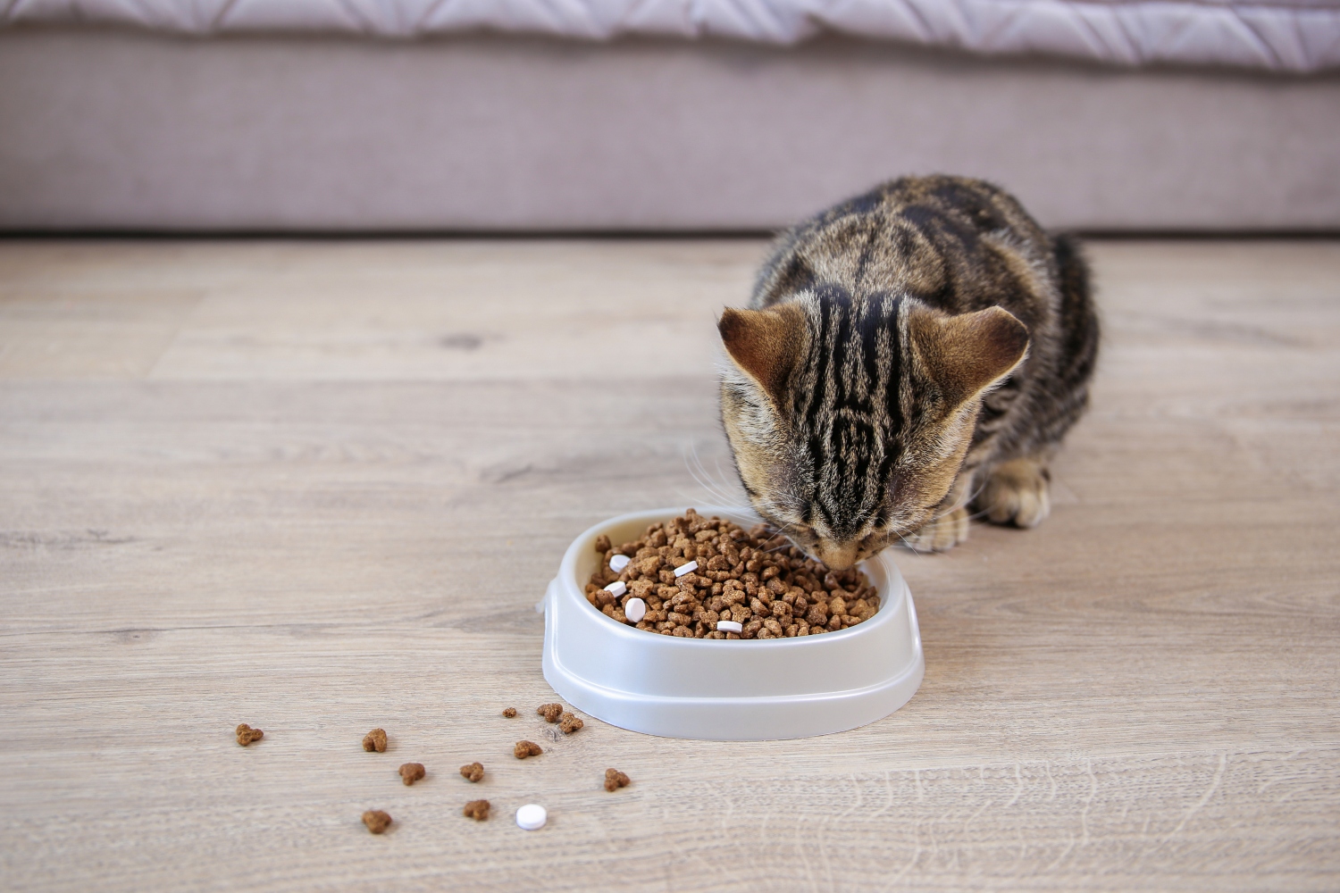 Natural remedies for worms in clearance cats