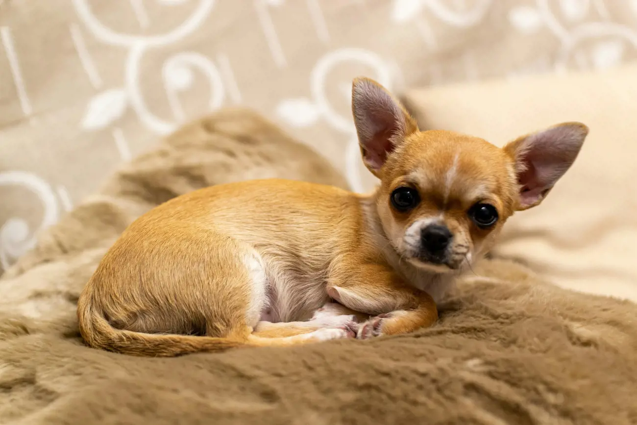 chihuahua puppy