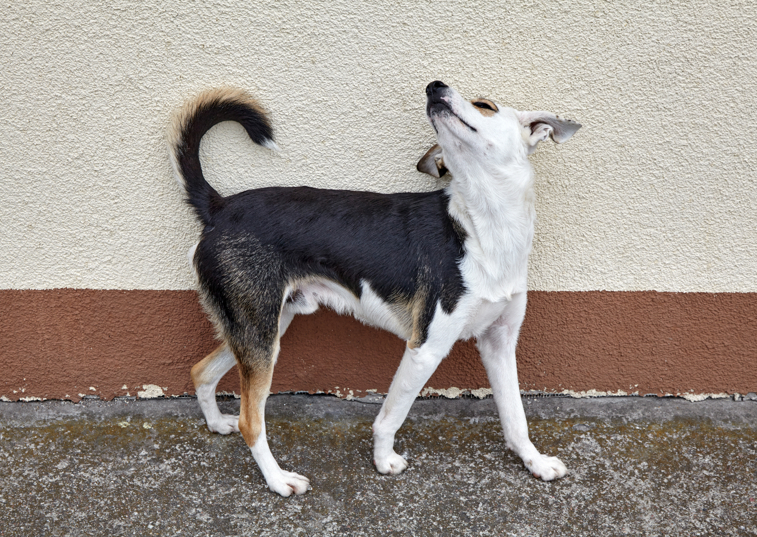 Why is my dog staring at the wall?