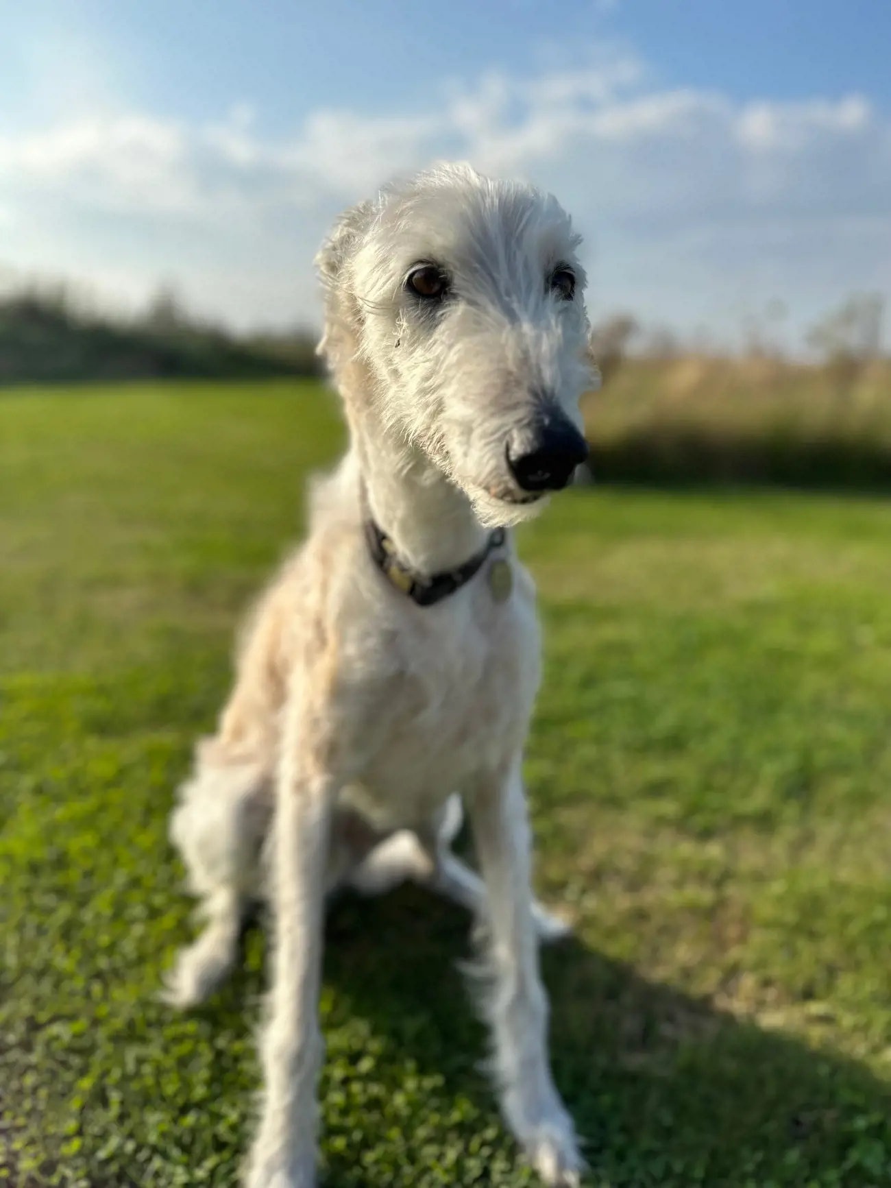 Lurcher dogs are not actually a specific breed, but rather a type of dog? These fascinating canines are typically a cross between a Sighthound (such as a Greyhound) and a working dog breed (like a Collie or Terrier).
