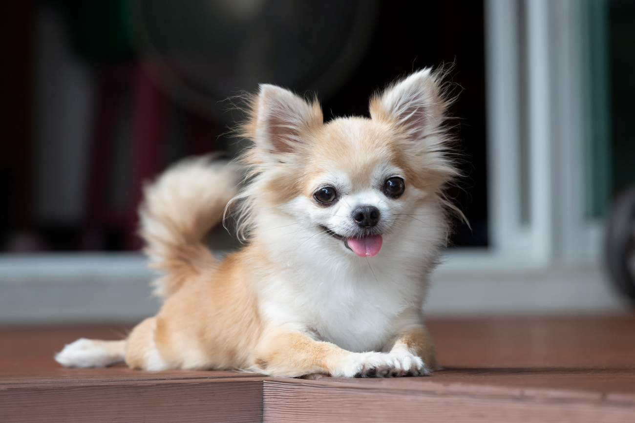 chihuahua sticking tongue out