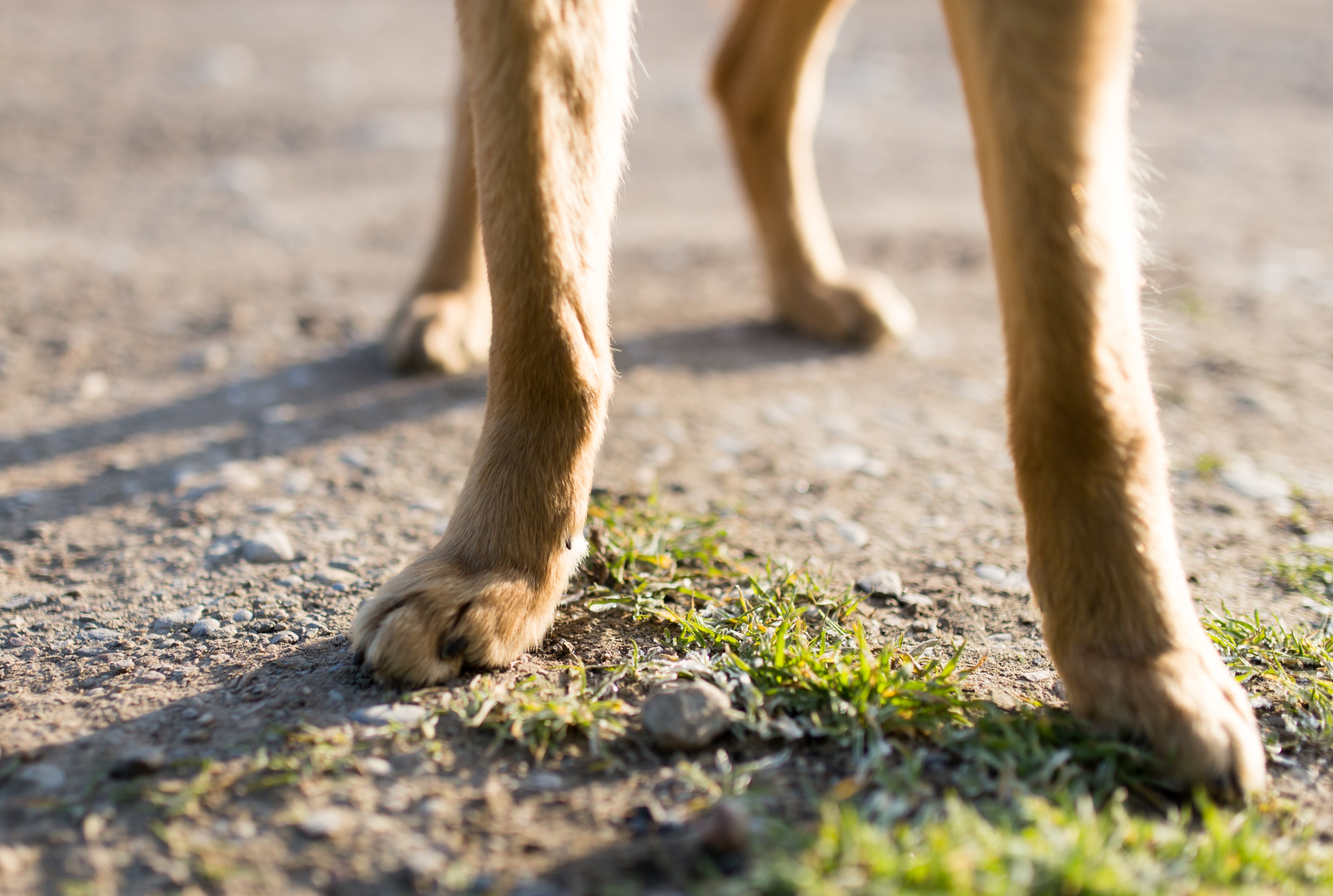 Labrador puppies Understanding and managing biting behaviour