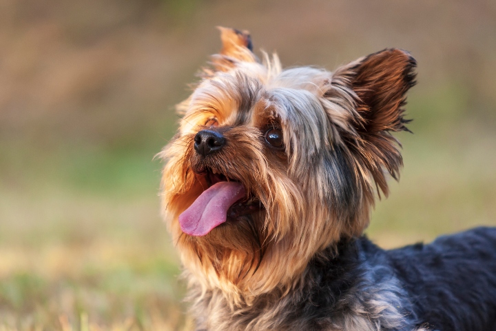 Yorkie hypoallergenic hot sale