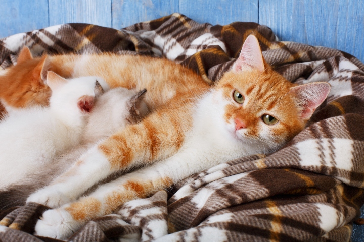 Can a cat get hot sale pregnant while nursing kittens