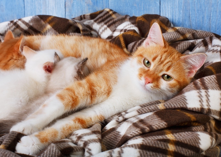 ginger cat nursing kittens