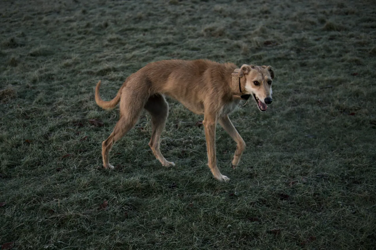 lurcher with their mouth open