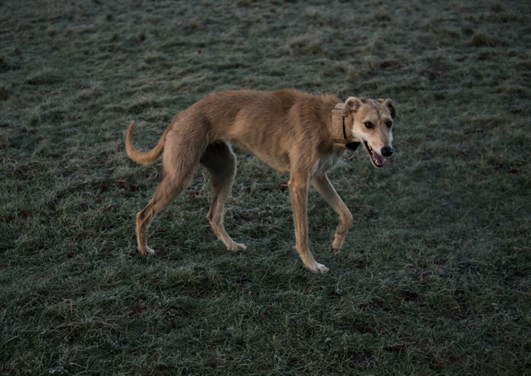 lurcher with their mouth open