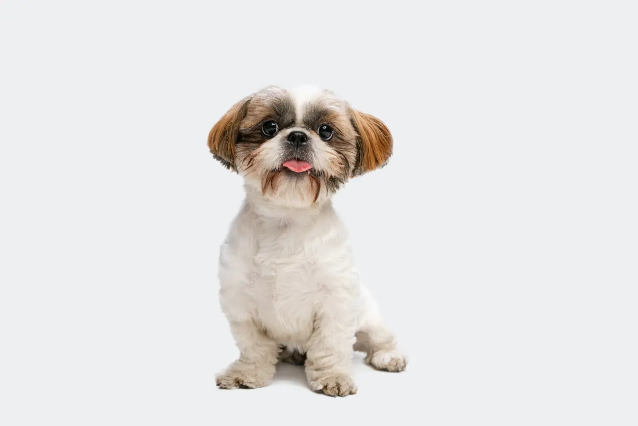 Celebrity Shih Tzu owners include: Beyoncé; Bill Gates, Nicole Richie, and the Queen