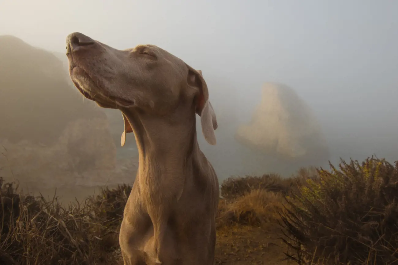 dog looking at the sky