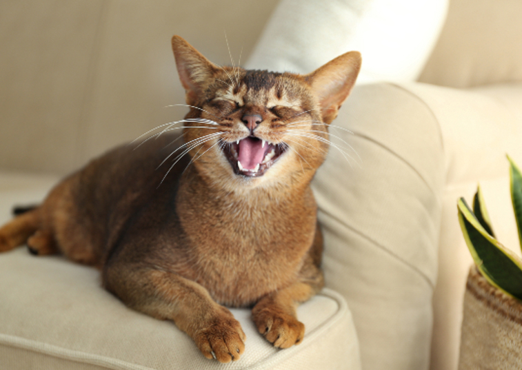 brown cat smiling