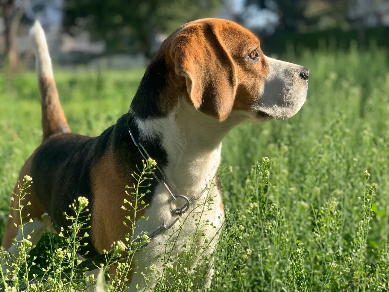 Beagles have an incredible olfactory ability, with approximately 220 million scent receptors, making them excellent hunting companions.