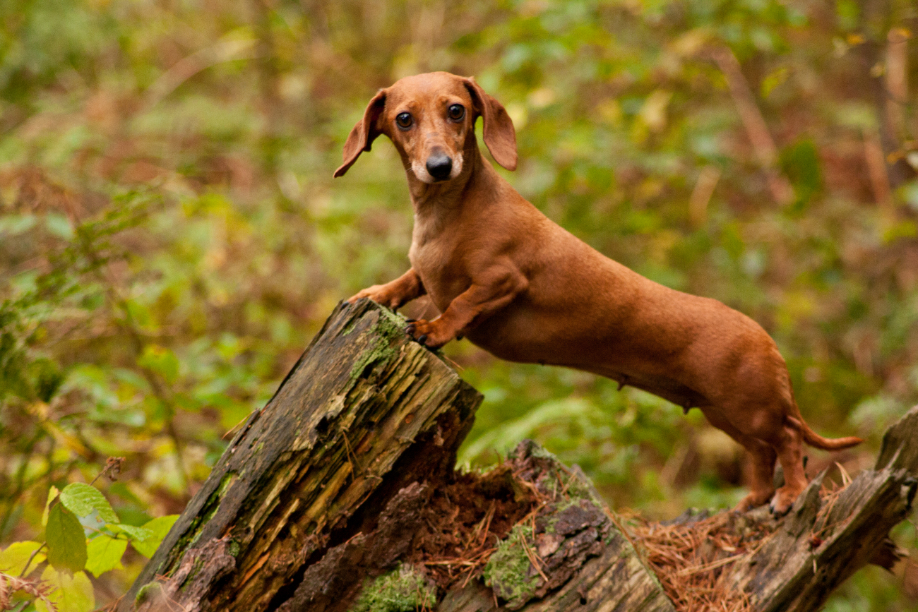 sausage dog on a tree trunk