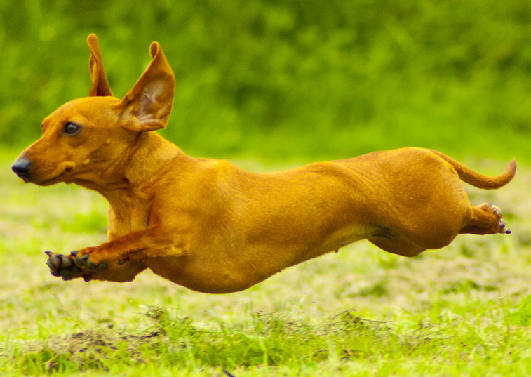 Vets warn of dachshund health issues after Crufts win