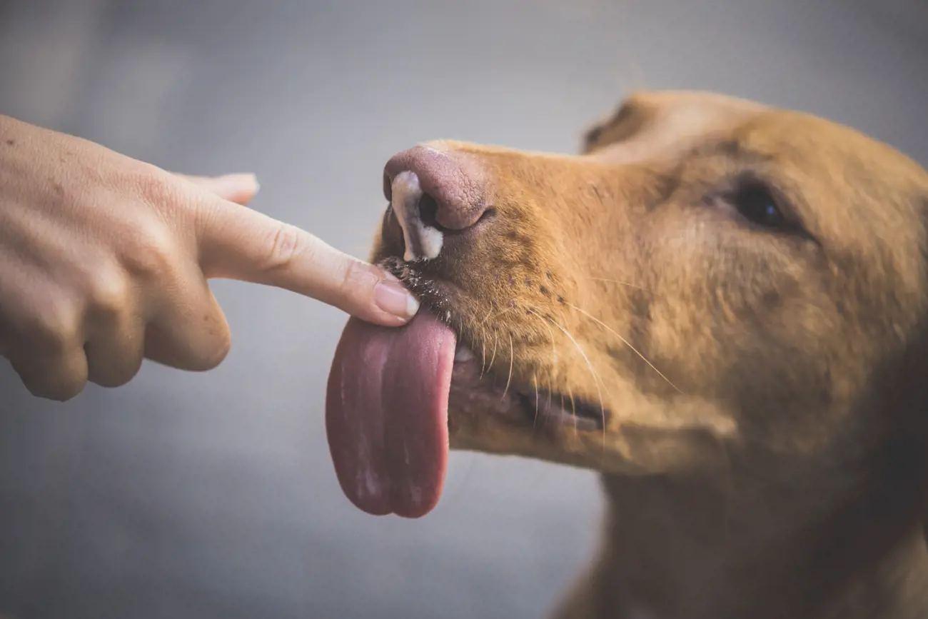 Reasons Why Your Dog is Licking Their Nose
