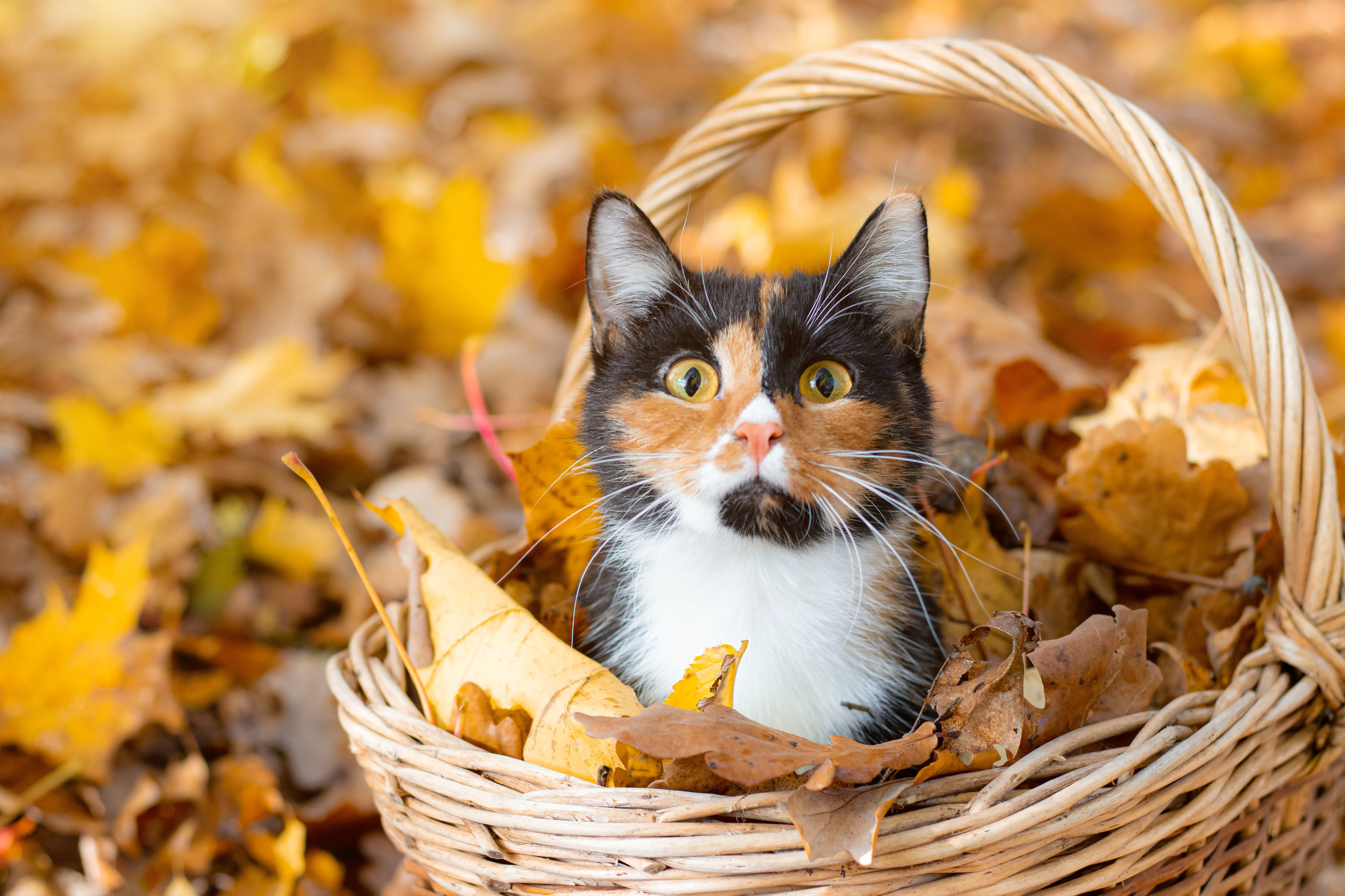 cat in basket autumn risks for pets