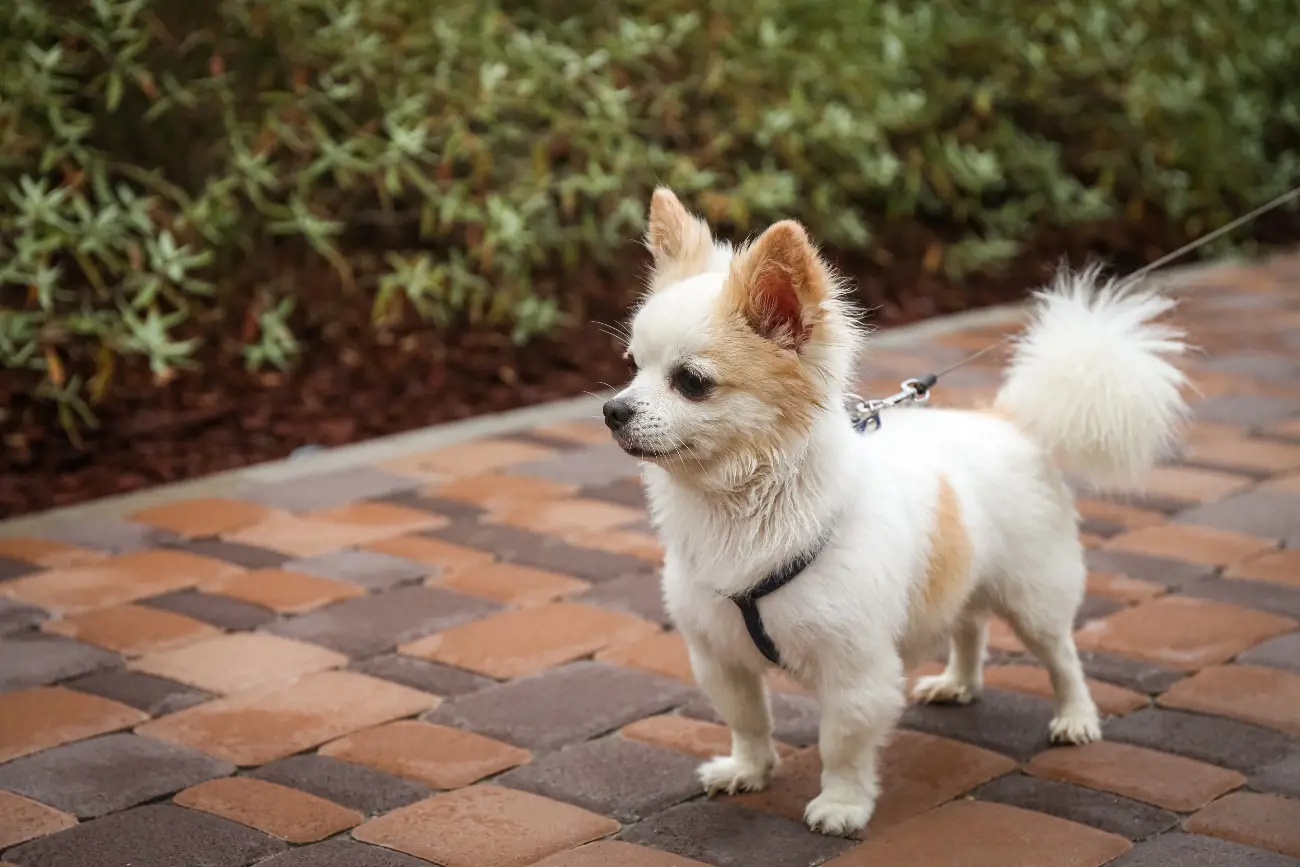 Unlike other breeds, where the skull is fully formed at birth, the molera can take several months or even years to fully close. This characteristic is not a defect but rather a standard feature of the breed's anatomy, reflecting the Chihuahua's fascinating genetic heritage.