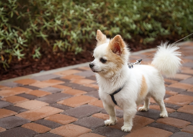 Chihuahua on a walk