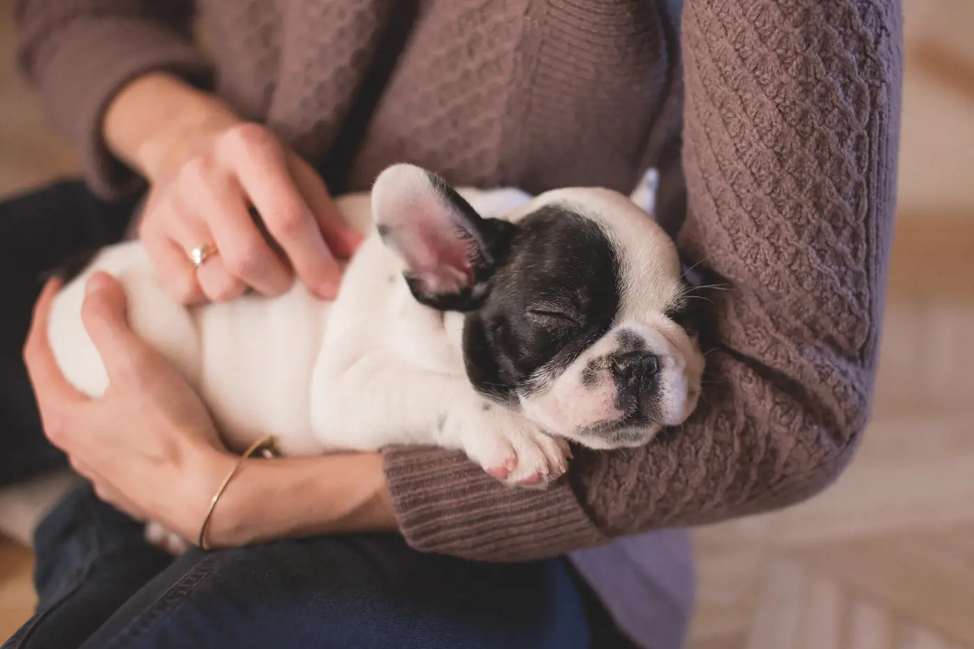 Top tips for successfully breeding a dog