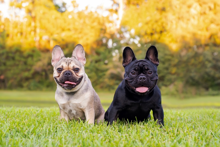 Fear aggression hot sale in french bulldogs