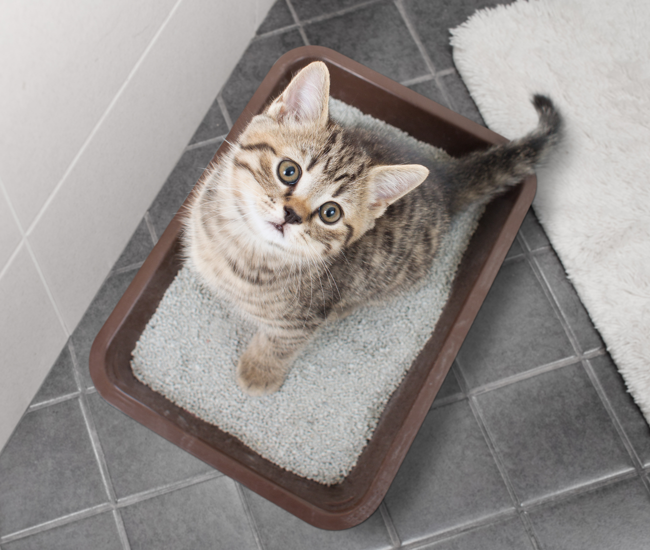 birdseye of a cat in a litter box