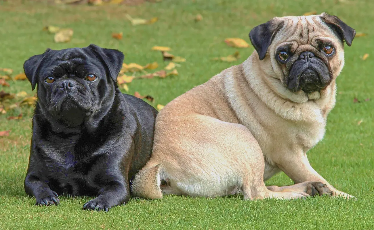 How Long Do Pugs Live? Unveiling the Lifespan Secrets