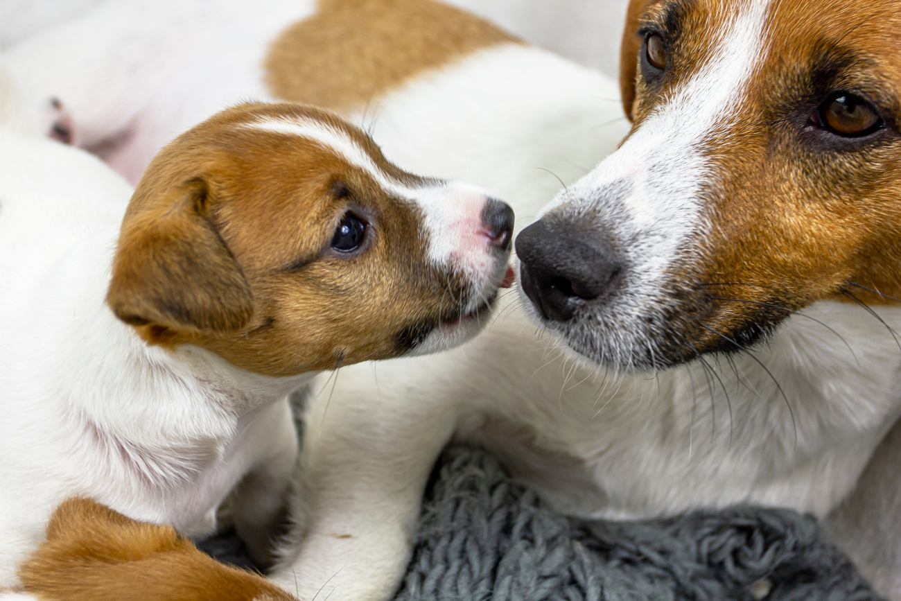 Mother dog aggressive fashion towards puppies