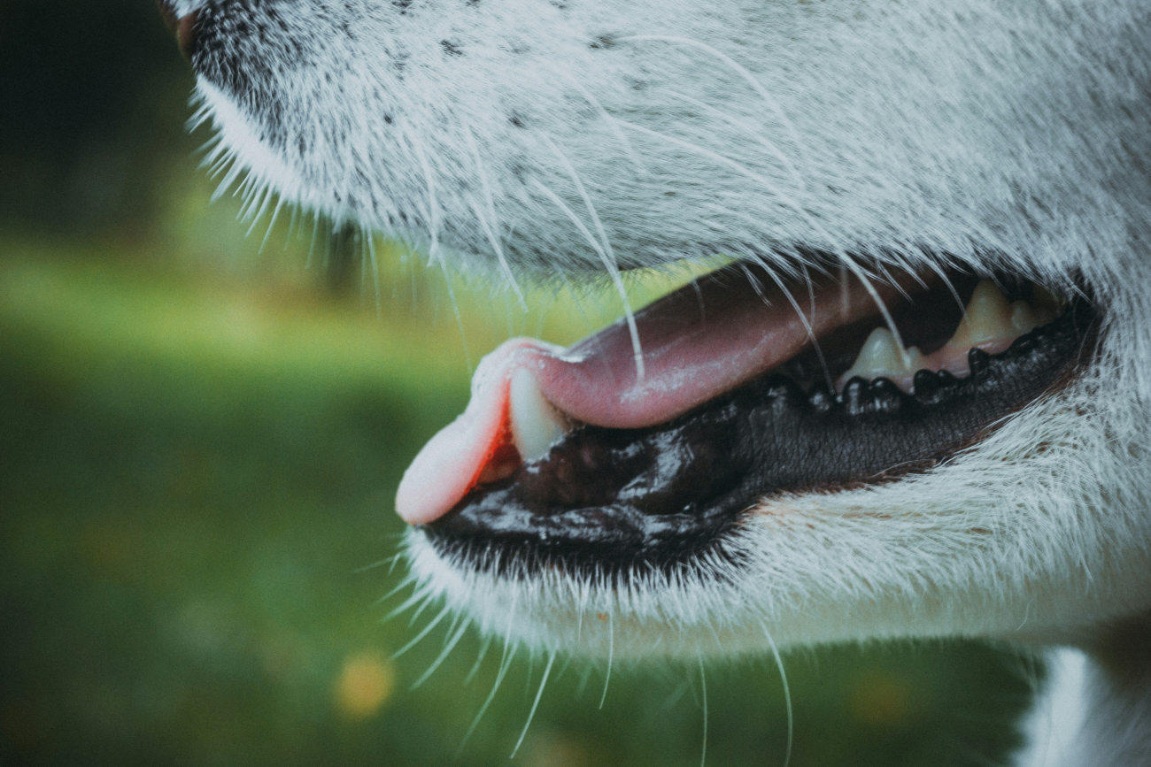 a close up of a dogs mouth