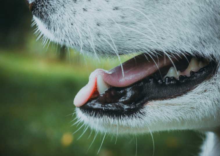 a close up of a dogs mouth