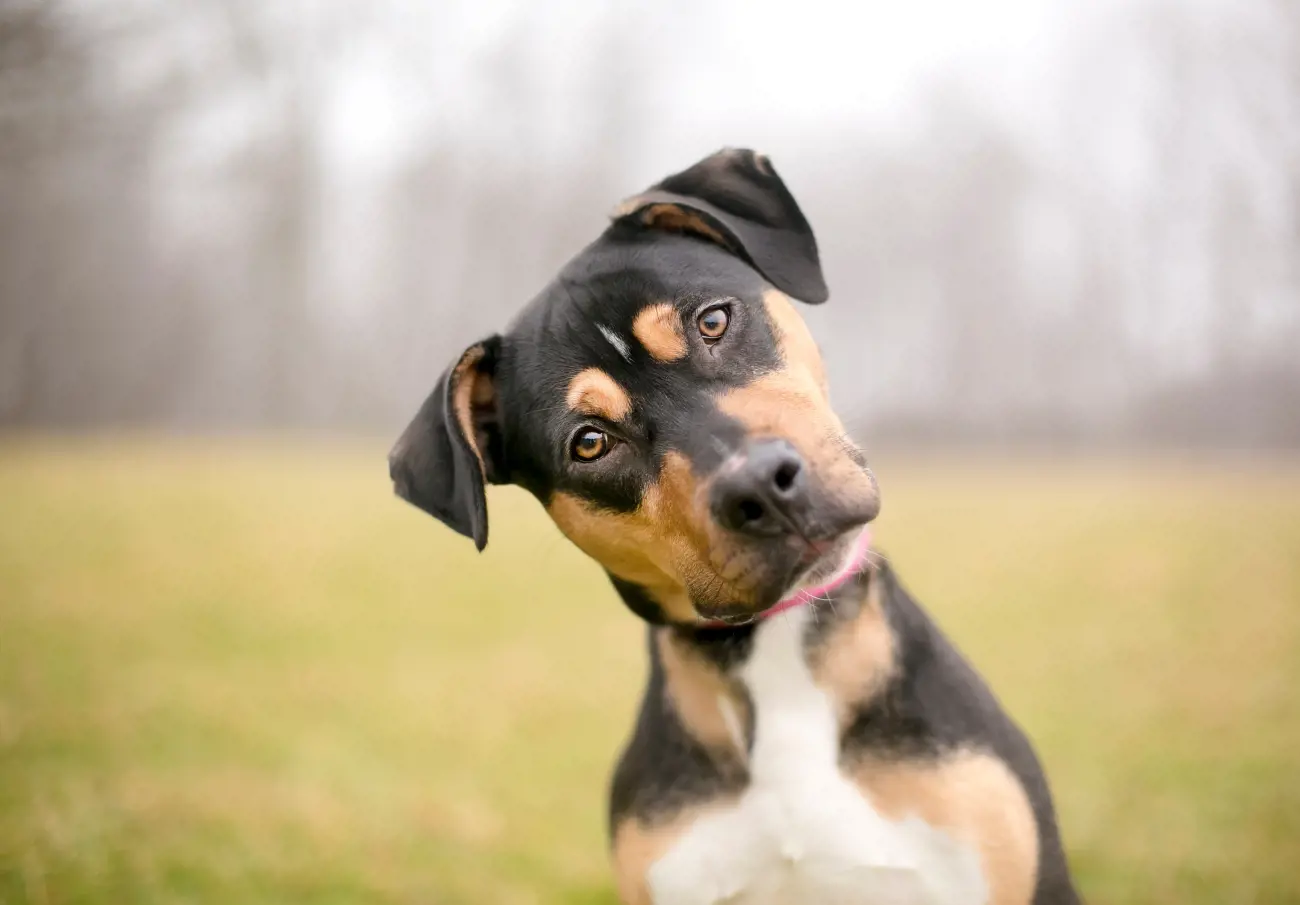 Crossbreed dogs can also offer a delightful surprise in terms of appearance and behaviour, as their physical traits and personalities can vary widely even within the same litter. This unpredictability adds to the charm of owning a Crossbreed, as each dog is truly one-of-a-kind.