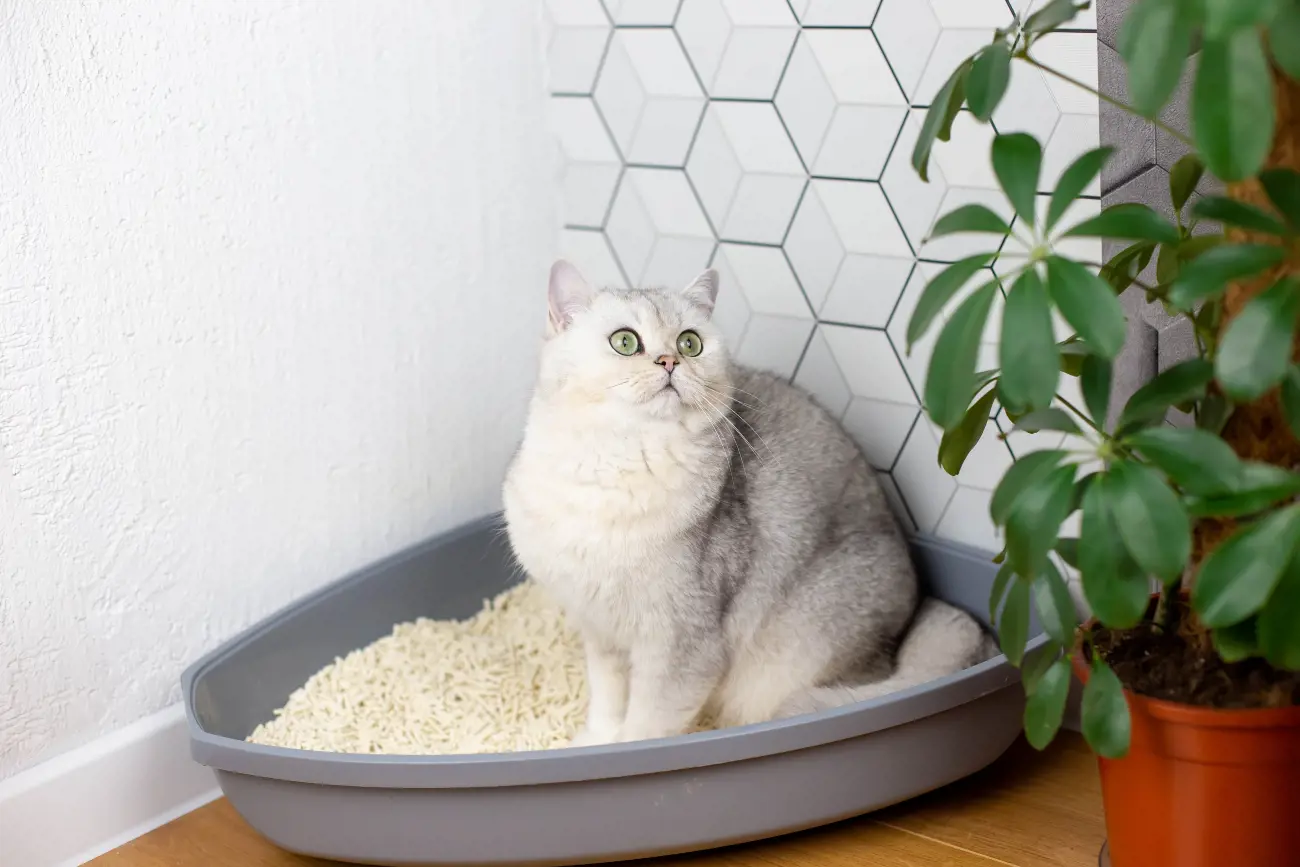 fluffy cat in a litter box