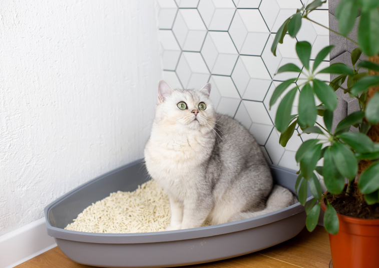 fluffy cat in a litter box