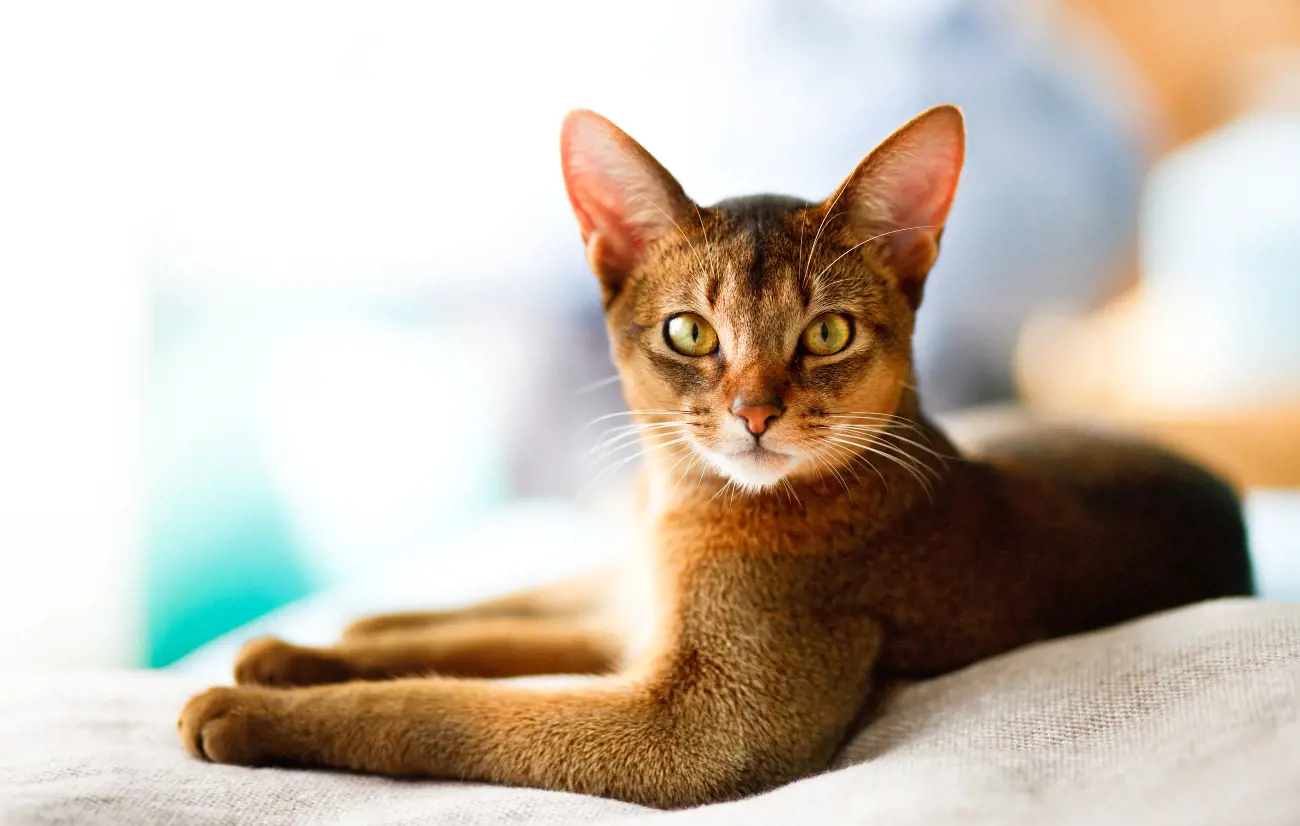 abyssinian cat laying down