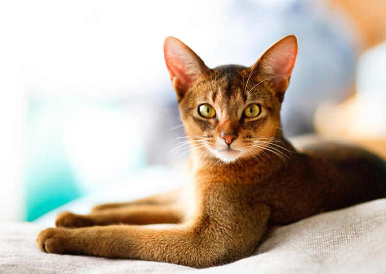 abyssinian cat laying down