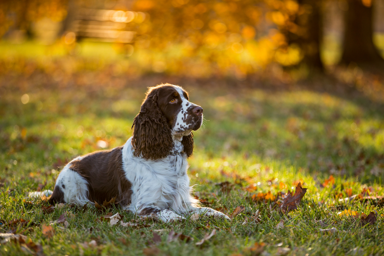 Are Cocker Spaniels easy to train