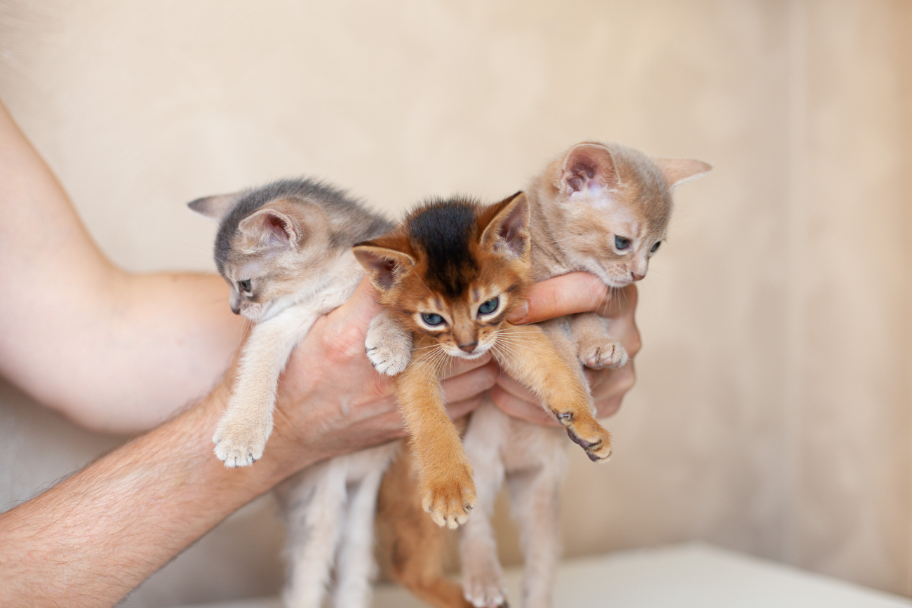 3 abyssinian kittens