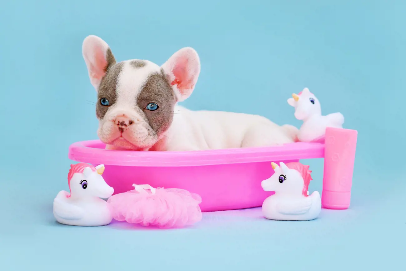 Owners must be cautious about their French Bulldog's body temperature and avoid strenuous activities in warmer weather to prevent potential health risks.