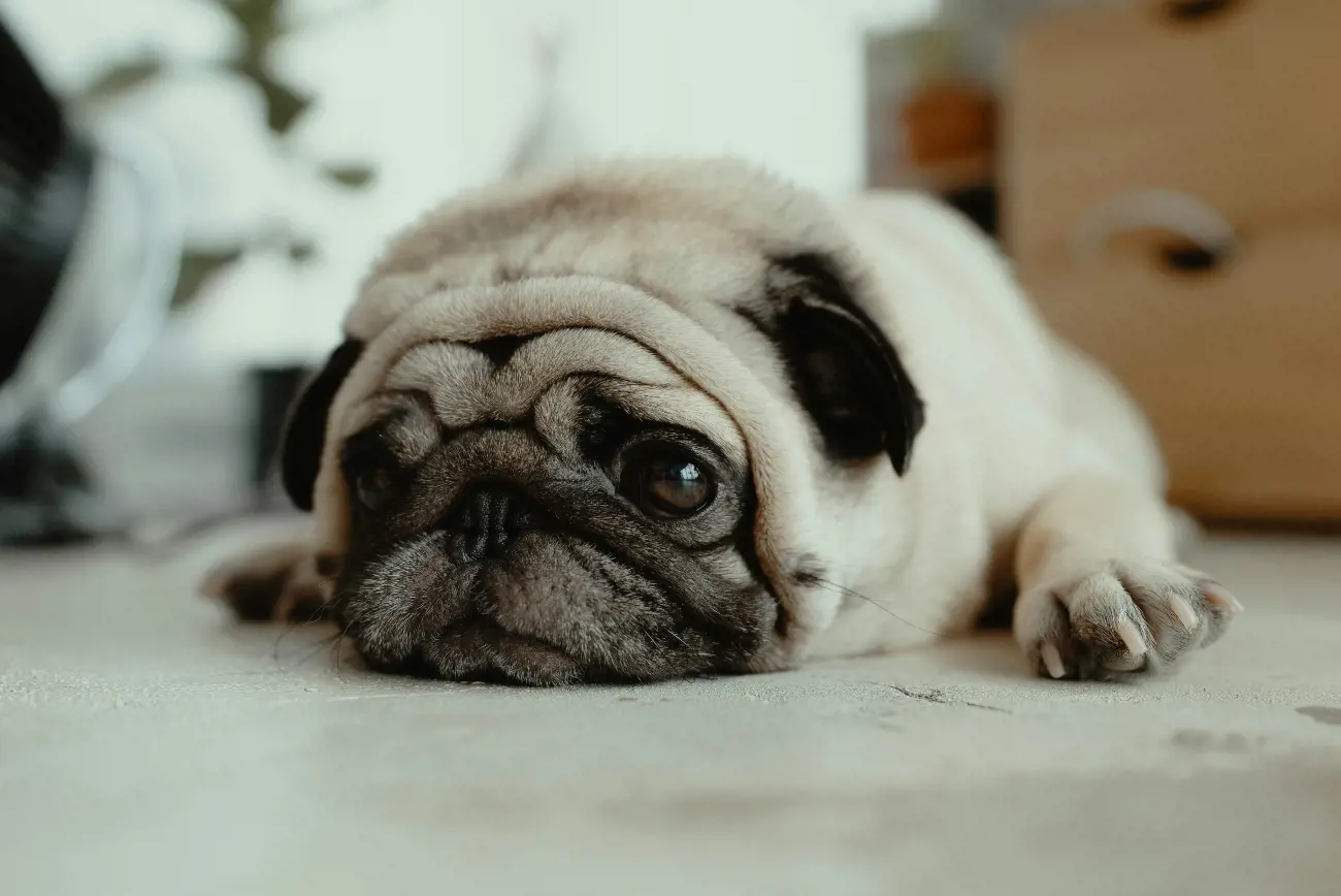 In ancient China, breeders specifically selected for deep wrinkles in the facial skin because the folds were thought to resemble Chinese characters. Indeed, the wrinkles on a pug's forehead were often believed to form patterns that resembled the character for "prince".