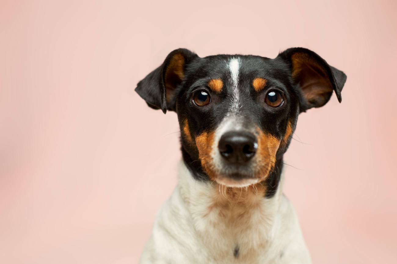 a black and tan dog in front of a pink background