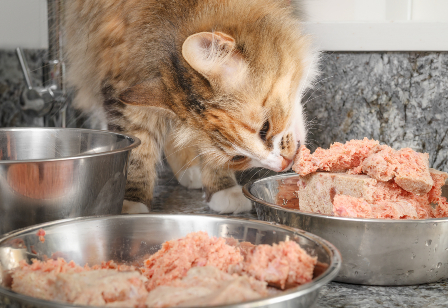 Cats and raw clearance chicken