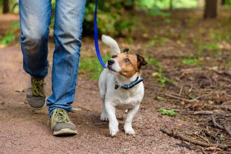 Walk the best sale dog sneakers