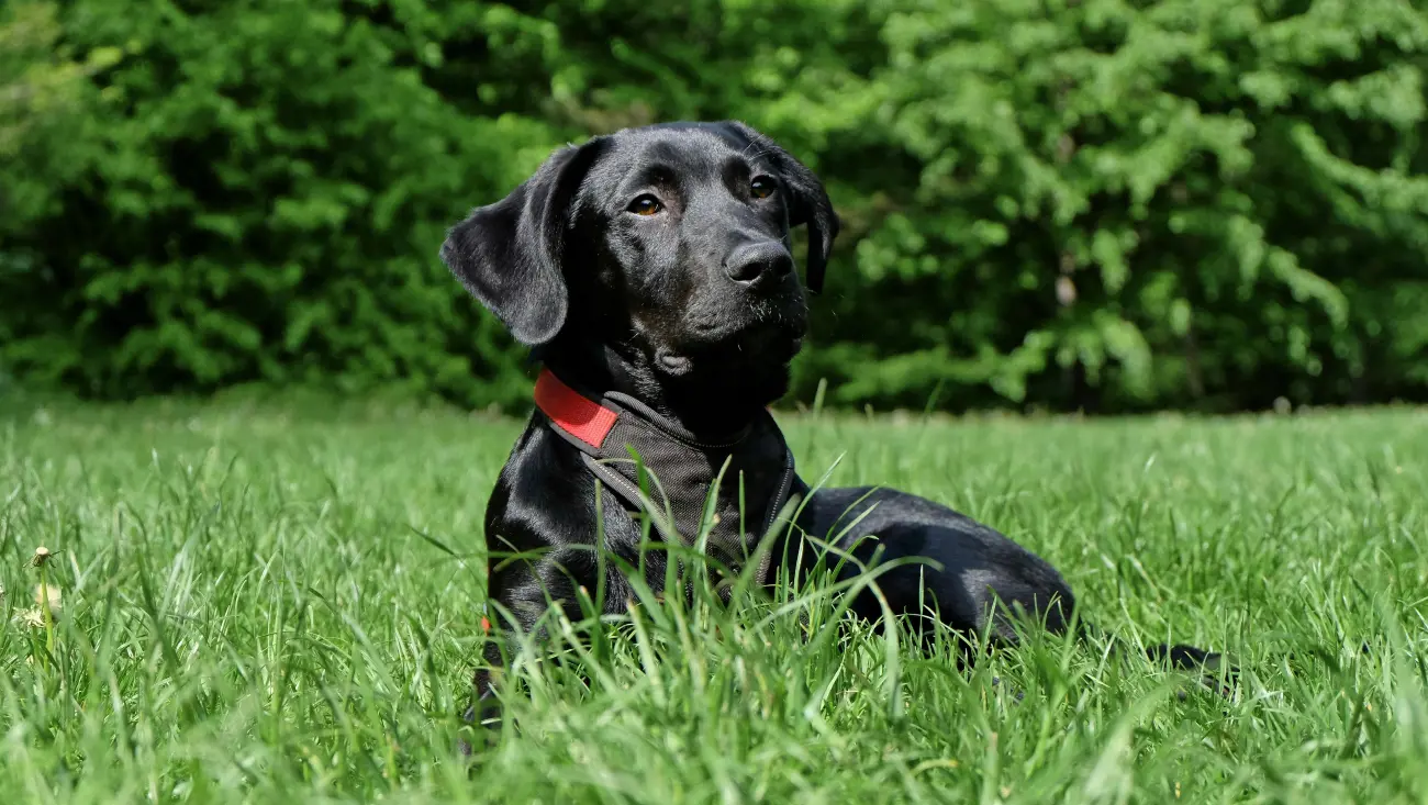 black labrador