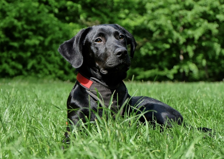 black labrador