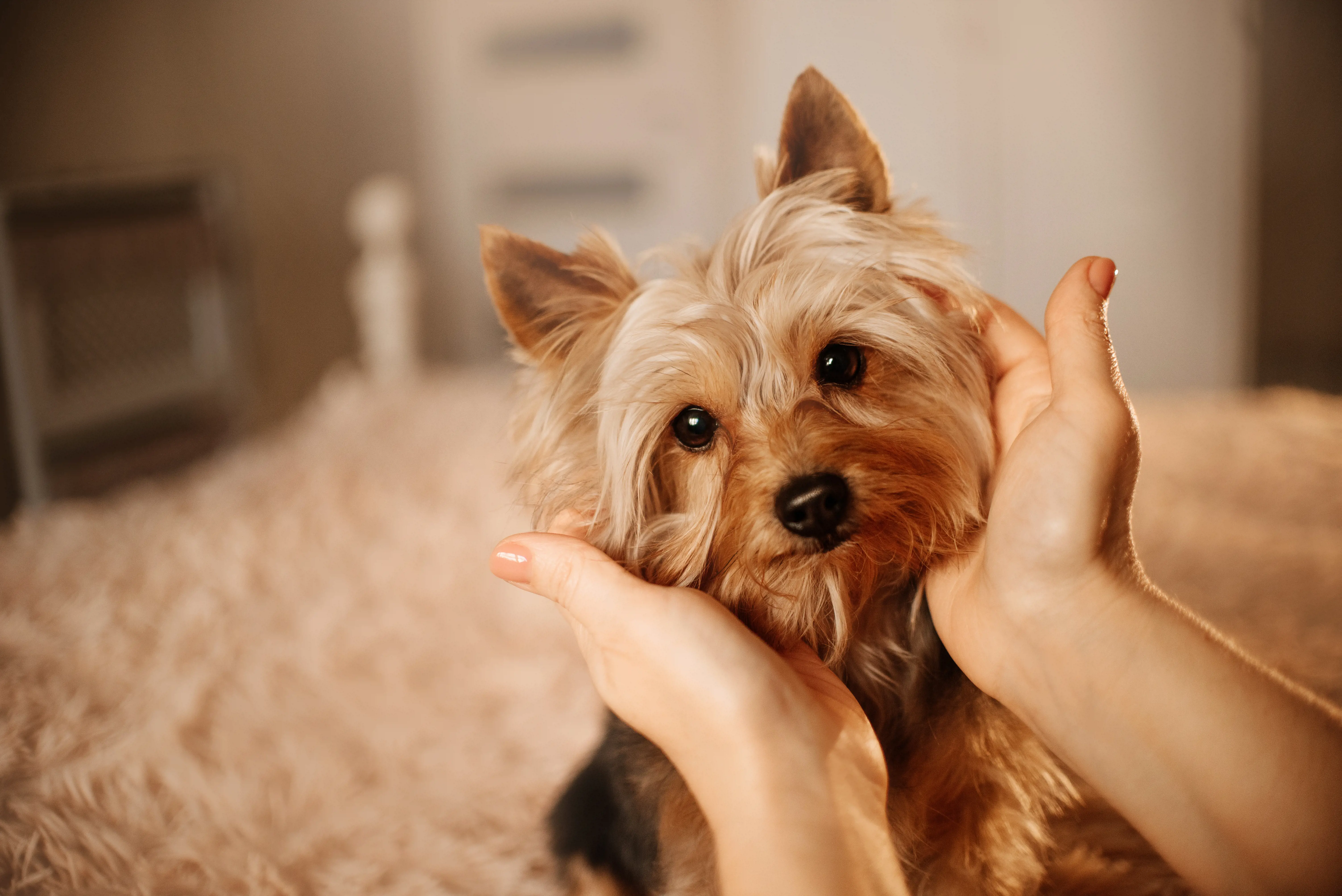 Yorkies are sensitive to cold and may need sweaters in chilly weather