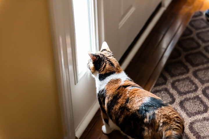 Cat outside door sale