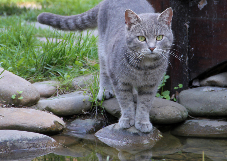 Study reveals where pet cats roam outdoors